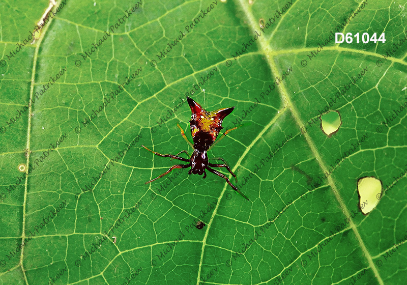 Arrow-shaped Micrathena (Micrathena sagittata)